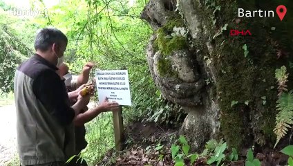 El figürlü ağaç koruma altında