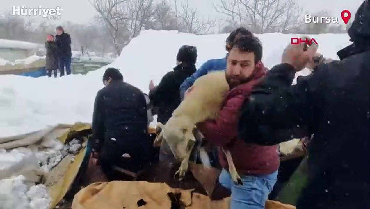 Kar nedeniyle çöken ahırdaki hayvanları kurtarmak için seferber oldular
