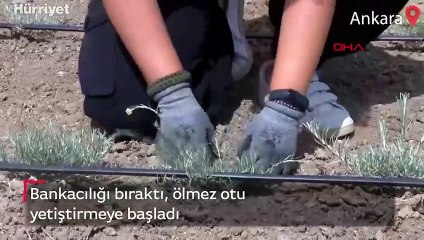 Tarım için bankacılığı bırakan Aylin'in hedefi, ölmez otu yağı ihracatı