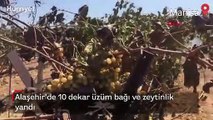 Alaşehir'de 10 dekar üzüm bağı ve zeytinlik yandı