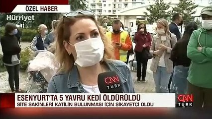 5 yavru kedi vahşice öldürüldü