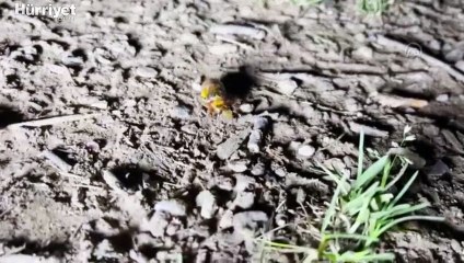 Kuzey Amerika'nın ağustos böcekleri 17 yıl aradan sonra üremek için tekrar yeryüzüne çıktı