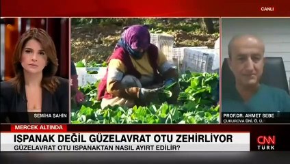 Ispanak değil güzelavrat otu zehirliyor
