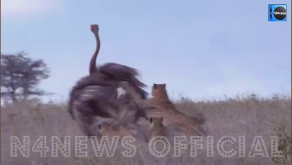 Three Young Cheetah Brothers Hunt an adult ostrich