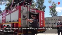 Yavru karga yuvasına itfaiye merdiveniyle bırakıldı