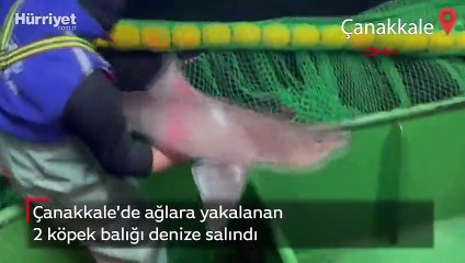 Çanakkale'de ağlara yakalanan 2 köpek balığı denize salındı