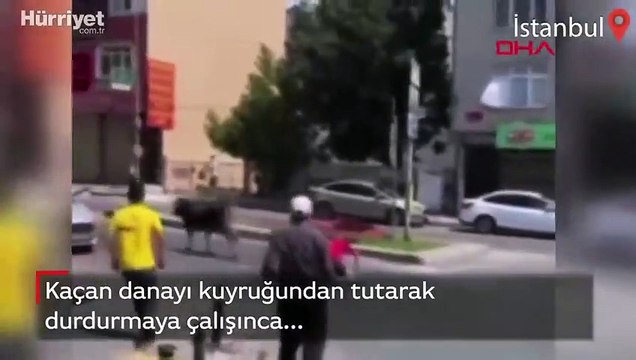 Kaçan danayı kuyruğundan tutarak durdurmaya çalışınca...