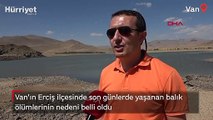 Van'ın Erciş ilçesindeki balık ölümlerinin nedeni belli oldu