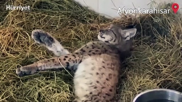 Onun için seferber olmuşlardı! Tüfekle vurulmuş halde bulunan vaşak öldü