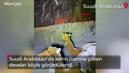 Suudi Arabistan'da karın üzerine çöken develer böyle görüntülendi