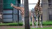 Giraffe calf birth at Dubbo Western Plains Zoo