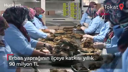 Erbaa yaprağının ilçeye katkısı yıllık 90 milyon TL