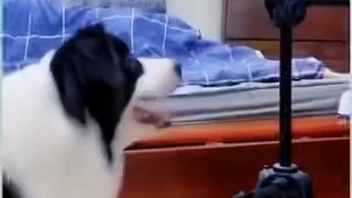 Funny Dog Tiktok Compilation - Funniest Dog Tiktok | Funny Dogi 2022 | Animals Funny Videos