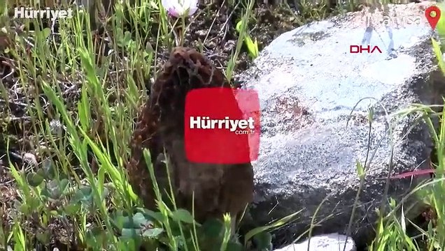 Kuzugöbeği mantarının kilosu 200 liradan alıcı buluyor