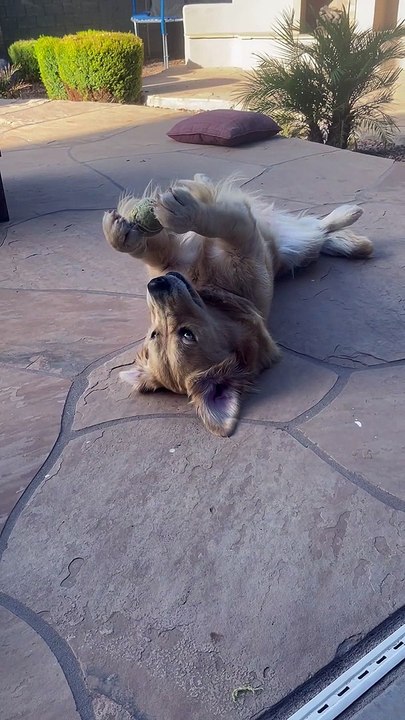 Golden Retriever Plays Catch With Herself