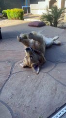 Golden Retriever Plays Catch With Herself