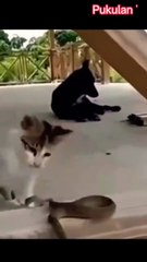 Pukulan Tanpa Bayangan Kucing vs Ular