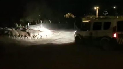 Kaçan 60 küçükbaş polislerce bulunup sahibine teslim edildi