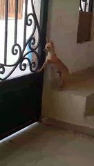 Chihuahua's Failed Escape Attempt