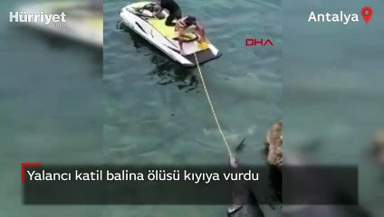 Yalancı katil balina ölüsü kıyıya vurdu