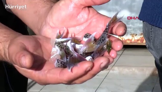 Balon balığı tebliği değişiyor, kuyruk alımı geri geliyor