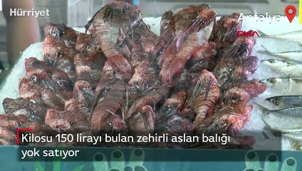 Kilosu 150 lirayı bulan zehirli aslan balığı yok satıyor