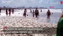 Sabah sahilde gördüklerine inanamadılar! Herkes denize akın etti...