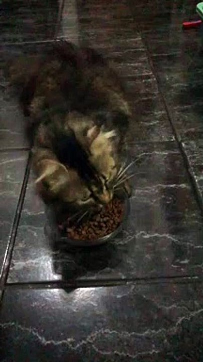 FEEDING CAT