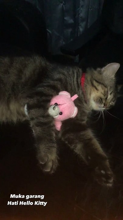SLEEPING CAT / KUCING TIDUR