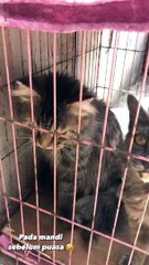 CAT WANTS TO BATH / SI KUCING LUCU MAU MANDI