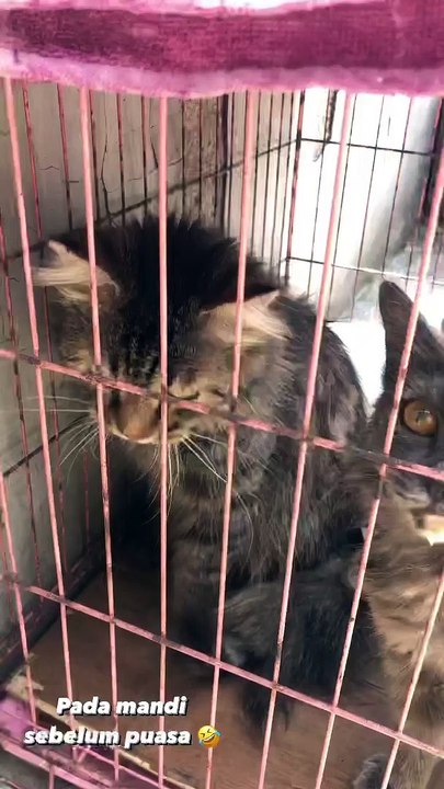 CAT WANTS TO BATH / SI KUCING LUCU MAU MANDI