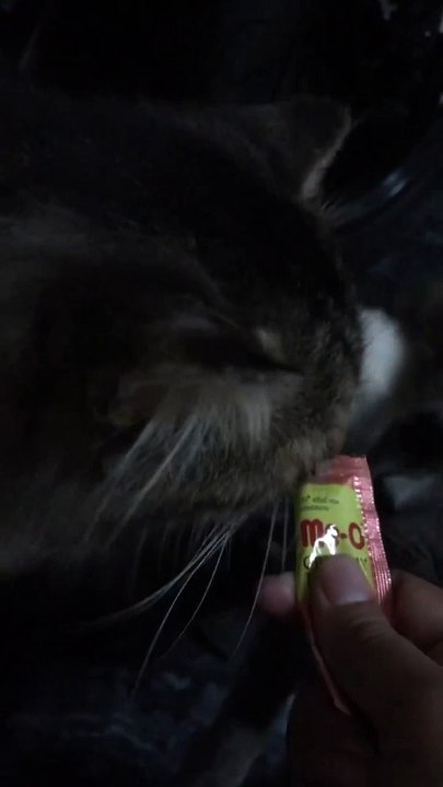 CUTE CAT ITS TIME FOR SNACK FOOD / KUCING LUCU REBUTAN MAKAN CEMILAN