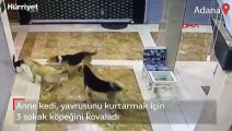 Anne kedi yavrusunu korumak için köpekleri böyle kovaladı