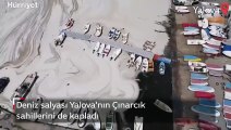 Çınarcık sahili deniz salyasıyla kaplandı