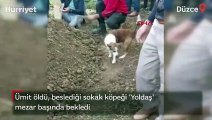 Ümit öldü, beslediği sokak köpeği Yoldaş mezar başında bekledi