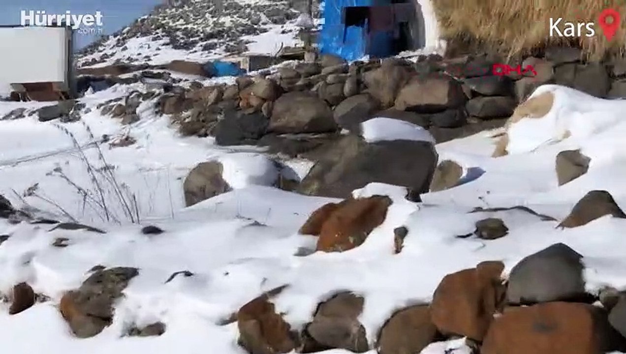 Kars'ta beyaz gelincik böyle görüntülendi