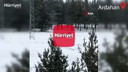 Nesli tükenme tehlikesi altında olan vaşak Çamlıçatak ormanlık alanında görüntülendi