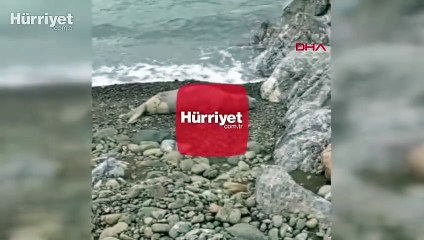 Akdeniz foku, Hatay'da cep telefonuyla görüntülendi