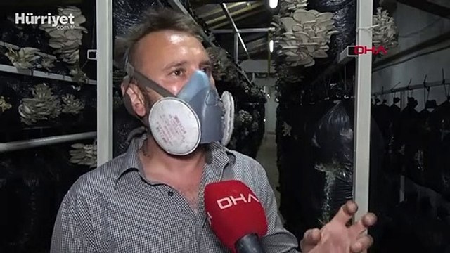 10 metrekarede başladığı istiridye mantarı üretimini 3 yılda 60 tona çıkardı