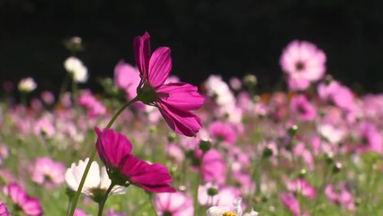 3년 만에 돌아온 가을꽃 잔치...형형색색 물든 장성 황룡강 / YTN