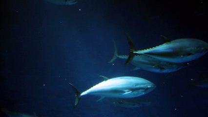 Turn the Tide on Plastic Pollution