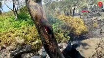 Dikili'de tarım arazisindeki yangın makilik alanı da yaktı