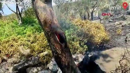 Dikili'de tarım arazisindeki yangın makilik alanı da yaktı