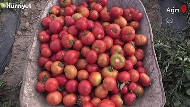 Burada arpa bile yetişmez denilmesine rağmen kurdukları bostanda tonlarca sebze meyve üretiyorlar