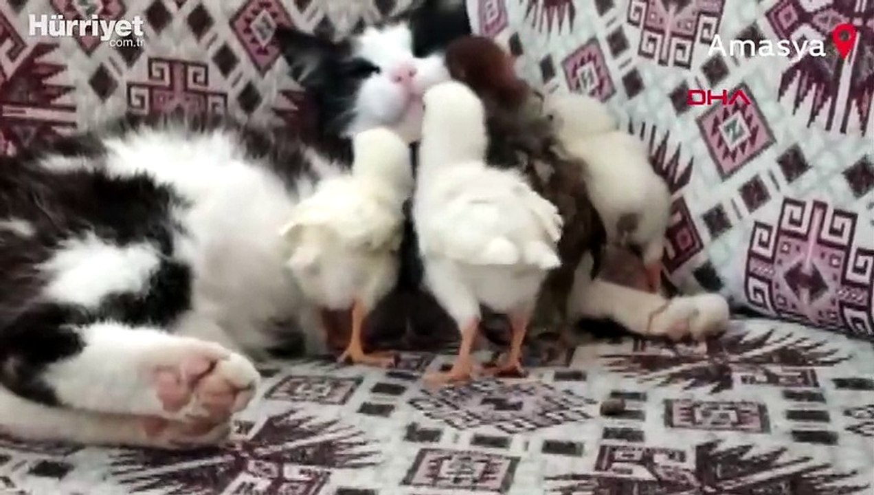 Mercan, civcivlerin bekçisi