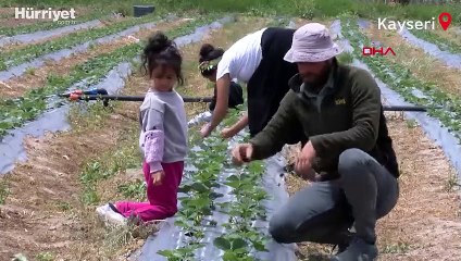 Şehirden köye dönen çift, çilek üreticisi oldu