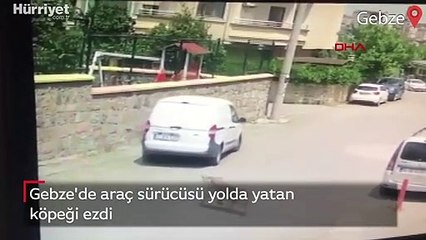 Gebze'de araç sürücüsü yolda yatan köpeği ezdi