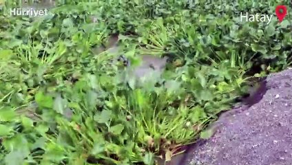 Asi Nehri'nin taşmasıyla Akdeniz'e dökülen su sümbülleri Samandağ sahilini kapladı