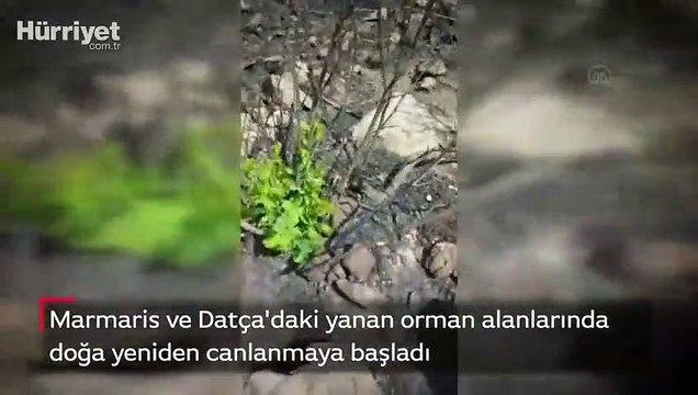 Marmaris ve Datça'daki yanan orman alanlarında doğa yeniden canlanmaya başladı