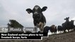 New Zealand outlines plans to tax livestock burps, farts